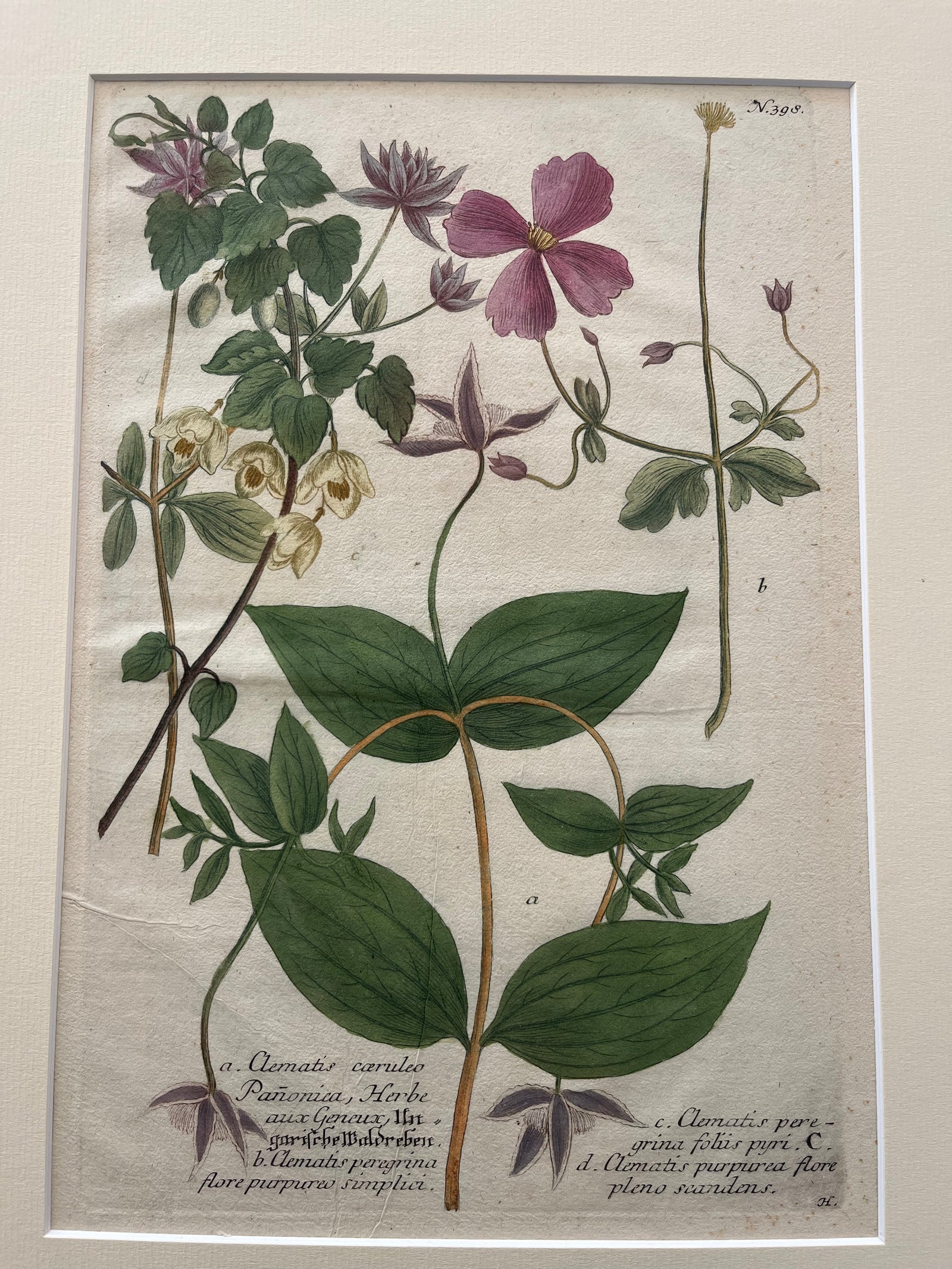 Plate No. 398 from Phytanthoza Iconographia, the monumental botanical work by Johann Wilhelm Weinmann (1683–1741). Published in Regensburg between 1737 and 1745, the series is celebrated for its pioneering use of color-printed mezzotint and detailed depictions of hundreds of plant species.