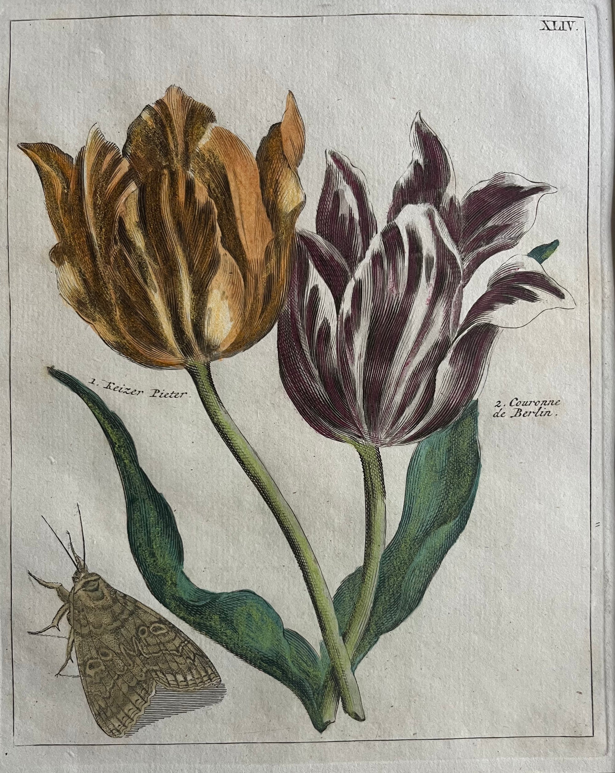 ‘ 1. Keizer Pieter, 2. Couronne de Berlin’. Lovely print with two tulips. Contemporary handcolored engraving by H.L. Myling after P.T. Van Brussel. 

Published by T.B. Elwed in 1794 in ‘ Nederlandsch Bloemwerk door een Gezelschap geleerden’