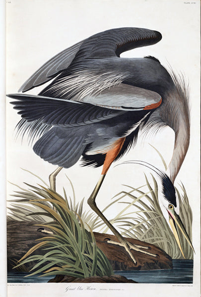 audubon, giclee, facsimile, bird, birdprint, print, heron, great blue heron