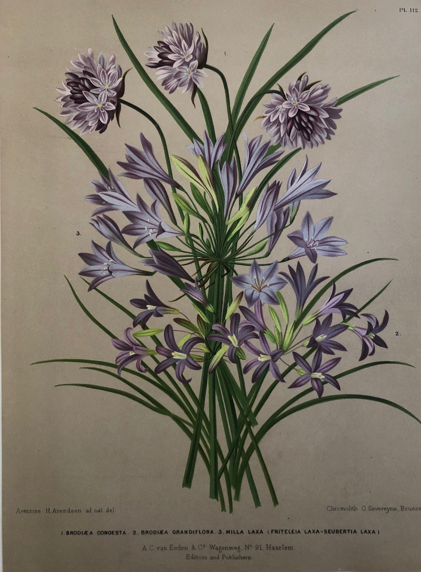  '1. Brodiaea Congesta. 2. Brodiaea Grandiflora. 3. Milla Laxa (Friteleia Laxa - Seubertia Laxa)'  Chromolithograph by G. Severeyns after A.H. Arendsen: from 'Album van Eeden, Haarlems Flora