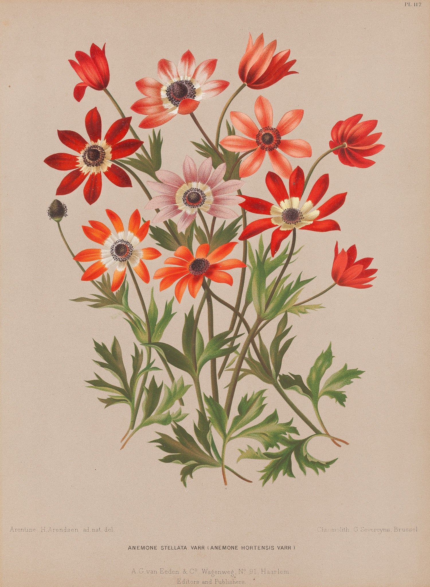Antique print "Anemone Stellata". Chromolithograph by G. Severeyns after A.H. Arendsen: from 'Album van Eeden, Haarlems Flora'.