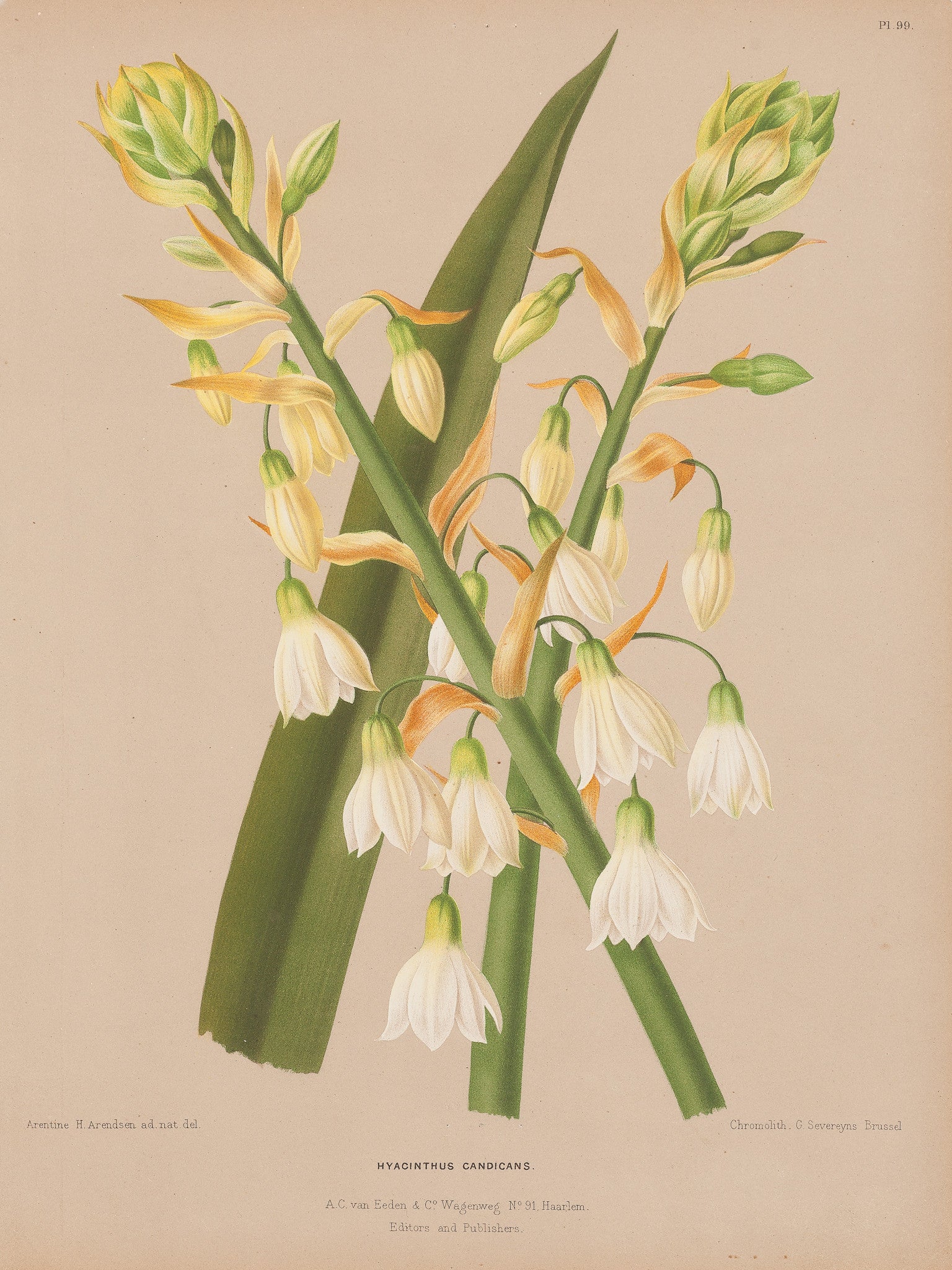 Antique print "Hyacinthus Candicans". Chromolithograph by G. Severeyns after A.H. Arendsen: from 'Album van Eeden, Haarlems Flora.