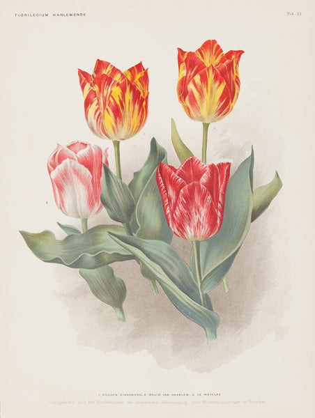 Antique print "Tulips: Gouden Standaard - Bruid van Haarlem - Le Matelas". Chromolithograph from Florilegium Harlemense.