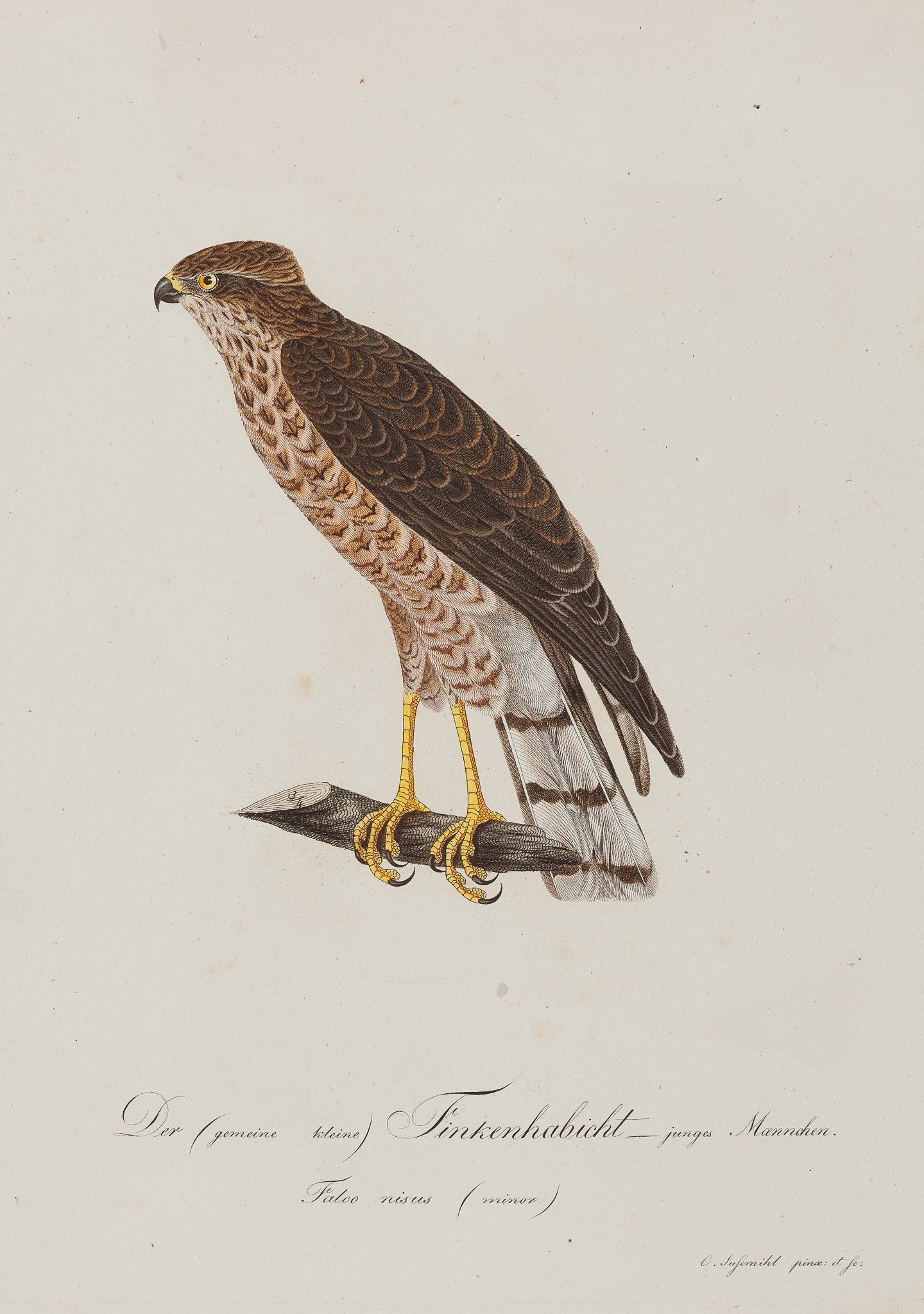 Antieke prent. Antique print. Contemporary handcoloured engraving fom Susemihl's 'Teutsche Ornithologie oder Naturgeschichte aller Vögel Teutschlands' , published between 1800 and 1817. Finkenhabicht ( Falco Nisus) birds, sparrow, hawk, falco, birdprint, antique print