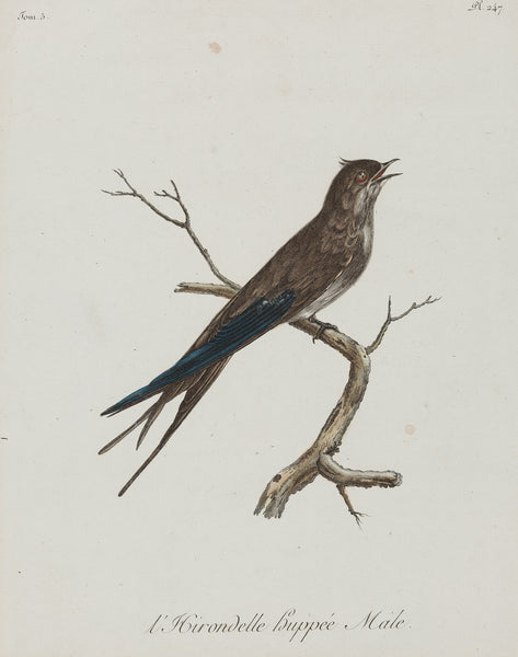 l'Hirondelle huppée (Male) from 'Histoire Naturelle des Oiseaux d'Afrique' by Francois Levaillant after Jacques Barraband.