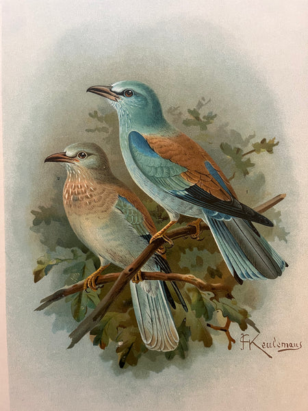 Birdprint: European roller